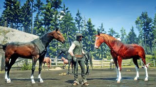 Red Dead Redemption 2 Wild Horses  John Marston Taming Beautiful Wild Horses In RDR 2 [upl. by Lyred]