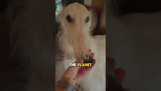 Longest bois in the world borzoi dog [upl. by Channing]