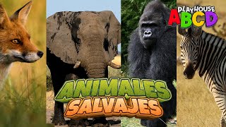 Los Sonidos y Nombres de los Animales Salvajes [upl. by Col]