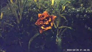 Original Haas Hybrid Daylily Bloom Sequence 419  4202024 [upl. by Esma]