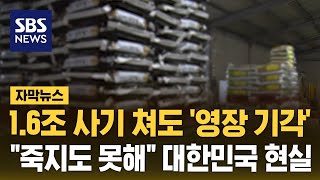 16조 사기 쳐도 영장 기각…quot죽지도 못해quot 대한민국 현실 자막뉴스  SBS [upl. by Rehtaeh]