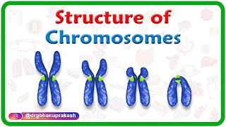 Structure of Chromosomes Chromosome morphology amp Karyotyping  USMLE Step 1 [upl. by Codd]