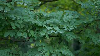 Robinia pseudoacacia  Black Locust [upl. by Berthold963]