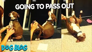 Dramatic Dog Pretends to Pass Out while Getting Her Nails Clipped [upl. by Walliw]