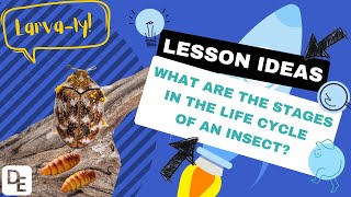 What are the stages in the life cycle of an insect [upl. by Kandy]