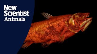 Coelacanth fish CT scan reveals how it can float vertically across sea bed [upl. by Doak]