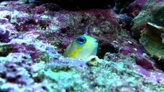 Midas Blenny Cleaning New Home  Dans Saltwater Tank  Video 22 [upl. by Ahsya]