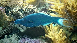 Gomphosus caeruleus and Clownfish or anemonefish [upl. by Enortna]