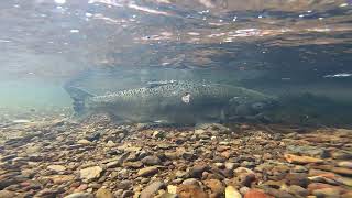 Salmon Return for the first time in a century to Upper Klamath Basin [upl. by Leshia]