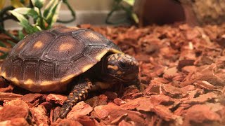 How To Set Up A Red Foot Tortoise Cage [upl. by Wiles]