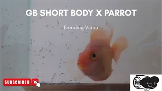 Flowerhorn Breeding Series EP 6  GB Shot body x Parrot  Frys food and care [upl. by Airres]