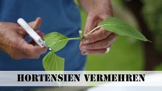 Hortensien vermehren  selbstde [upl. by Efram]