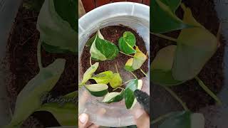 How to do leaf propagation for Variegated Micans [upl. by Nareht]