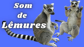 Lemur  Som de lêmures  Lemur Sounds [upl. by Harras]