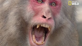 Un mâle macaque japonais attaque une femelle [upl. by Nolyarb521]