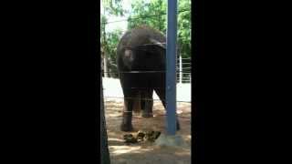 Elephant pooping at the Houston Zoo [upl. by Estella64]