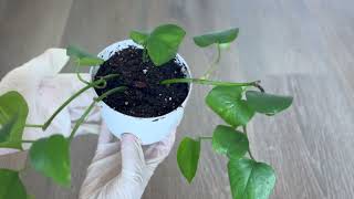 Golden Pothos  Repot [upl. by Retniw]