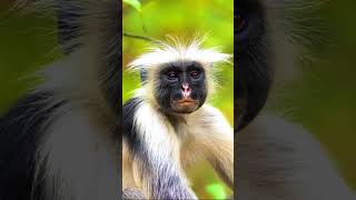 Zanzibar Red Colobus Monkeys HILARIOUS Reaction is PRICELESS 🐒😂 shorts youtubeshorts monkey [upl. by Olli]