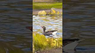 Greylag goose [upl. by Corrie41]