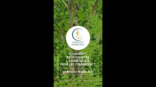 Comment reconnaître lAmbroisie à feuilles darmoise [upl. by Tildy359]