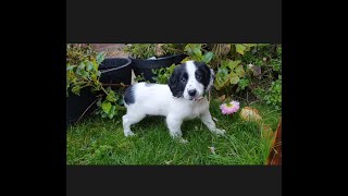 The life of a Sprocker Springer Spaniel Puppy  Ralph 8 weeks to 6 months [upl. by Coplin]