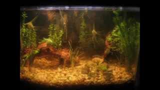 Day 1 to 30 Aquarium Plant Growth pictures [upl. by Lach]