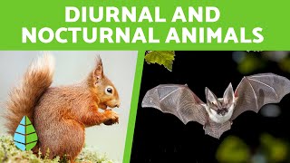 Animals Active at Night  Nocturnal Animals for kids [upl. by Ipoillak]