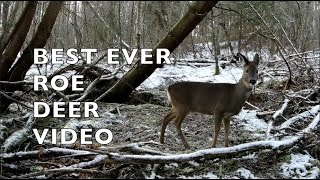 Best Ever Roe Deer Video [upl. by Dorr]