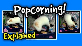 Guinea Pig Popcorning Explained [upl. by Ahseikal]