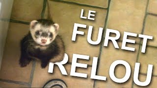 LE FURET RELOU  PAROLE DE CHAT [upl. by Annabell505]