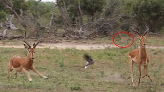 LEOPARD stalks FIGHTING IMPALA [upl. by Ahsin]