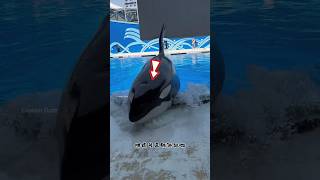 Giant Whale Surfaces at Water Park shortsvideo [upl. by Euqinomahs]