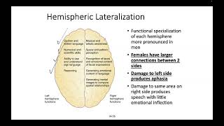 Cerebral Fissures Hemispheric Lateralization [upl. by Ronna]