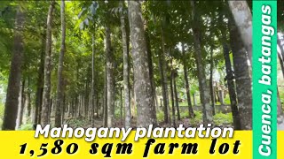 V62924 Mahogany plantation farm lot 1580 sqm ideal for farm house  resthouse amp retirement home [upl. by Colline]