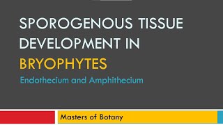 Endothecium amp Amphithecium  Sporogenous Tissue Development [upl. by Gnilrad37]