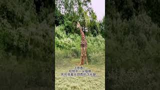 Xiaolu Animal World Interesting videos to entertain you every day Animals around us 85 [upl. by Chaim]