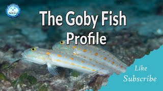 The Goby Fish Profile [upl. by Sibylle946]