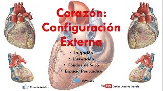 Anatomía  Configuración Externa del Corazón Caras Bordes Relaciones Área Precordial [upl. by Reeba]