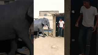 ￼Yar Tera Hero khalnayak ho gya ￼House 🏠Me Gusne wala animals video Amaging video neerajofficial77 [upl. by Tove]