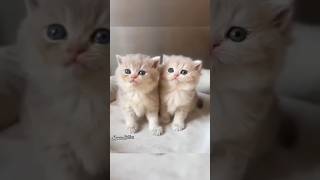 I love kittens cat kittten cute catlover pets pets videocats meowcutis [upl. by Ailime]