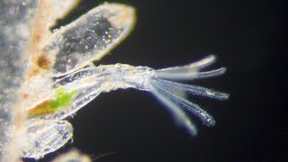 Bryozoan feeding Amathia verticillata [upl. by Bailar]