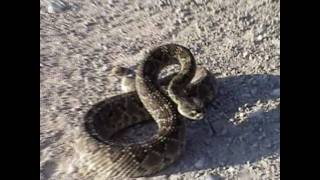 Mojave Rattlesnake [upl. by Kimberly]