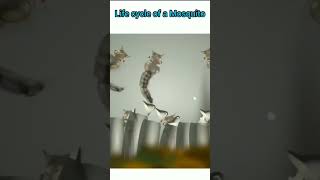 Life cycle of mosquito 🦟 😪 shots sciencefacts biology shortsfeed scienceexperiment [upl. by Lemcke]