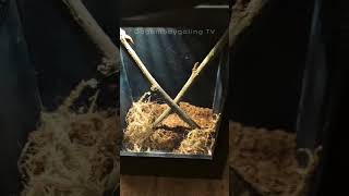 Orange Baboon Tarantula 🕷️ spider tarantula tarantulakeeper tarantulafeeding tarantulalove fyp [upl. by Aamsa]