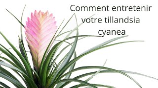 Entretenir son Tillandsia Cyanea [upl. by Trevorr]