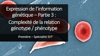 Cours Spé SVT 1eres  Expression de linformation génétique 3  Relation génotype  phénotype [upl. by Raamaj369]