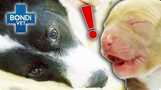 Pregnant Dog Cant Deliver 8 Large Puppies 🐶  Bondi Vet Clips  Bondi Vet [upl. by Ardnoid]