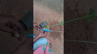 Jasminum grandiflorum sap arrangingagriculturefarminggardeningshortsshortvideoagrivlog [upl. by Odlaumor183]