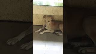 cute dog viral songs bollywood badshah rap music newsong taubatauba badnewz triptiidimri [upl. by Jonna]