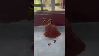 குளவி கூடு கட்டும் அழகு  wasp home  கதண்டு வரலாறு wasp kolavikoodu [upl. by Angell]